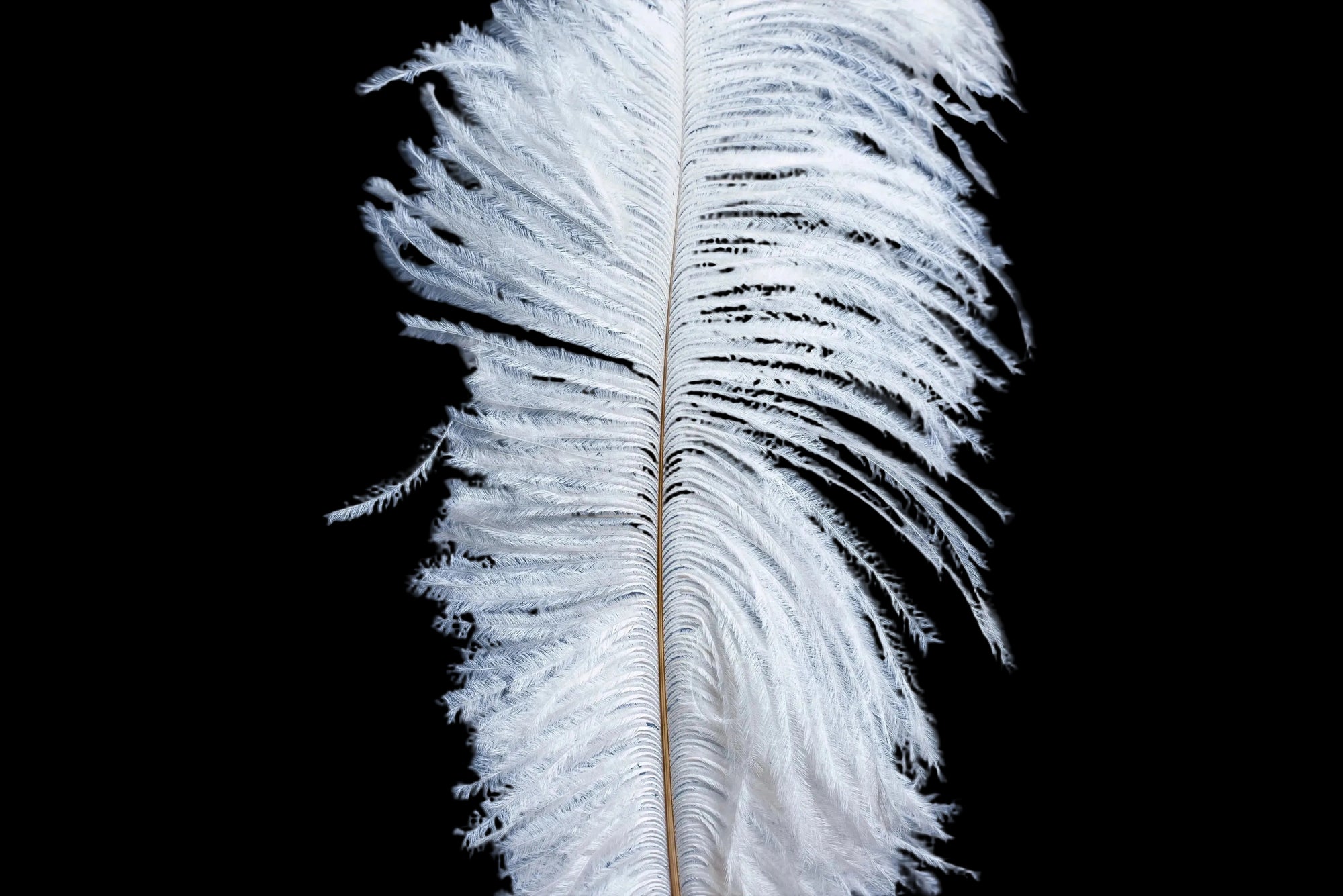A white feather implying calming fragrances